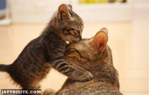 Kisses Funny Cat Picture
