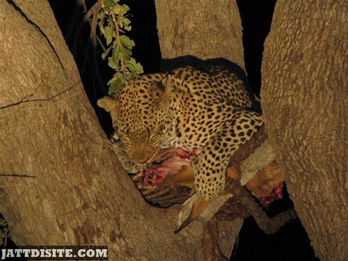 Leopard Eating Flesh