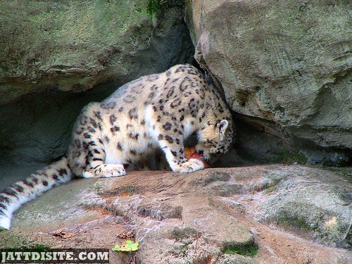 Leopard Eating His Prey