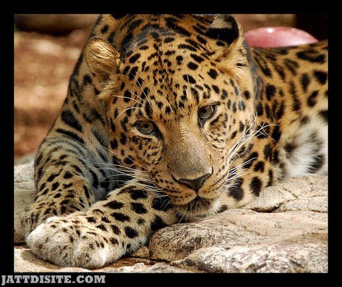 Leopard Inside The Zoo