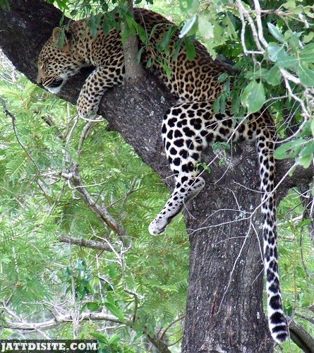 Leopard Resting On The Tree