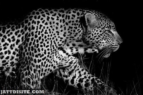 Leopard Spotted In The Night