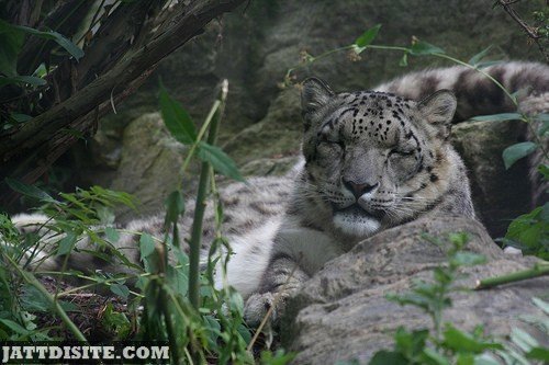 Leopard Taking Nap