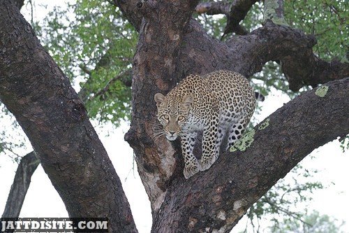 Leopard Walking On Tree Branch