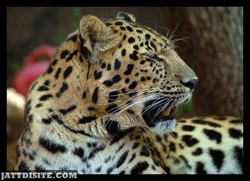 Leopard Yawning In The Day Light