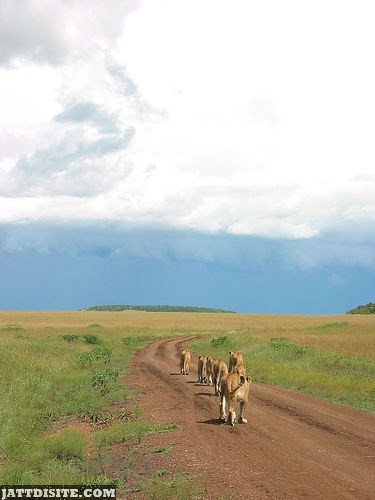 Lion Family On Dirt Road
