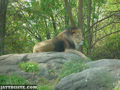 Lion Resting On Big Rock