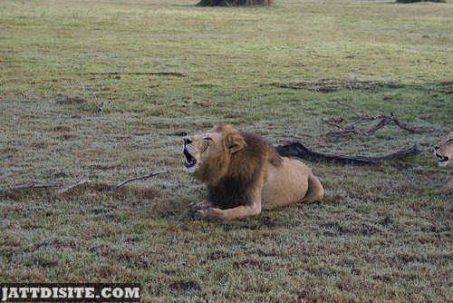 Lion Roaring Alone