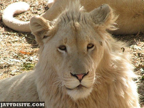 Lion With Creamy Fur