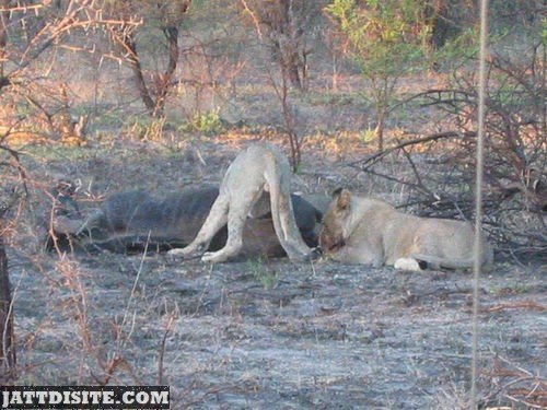 Lions Eating Flesh