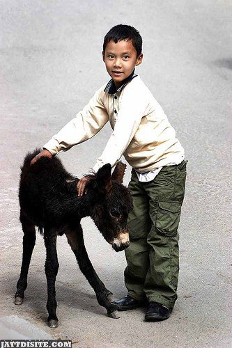 Little Boy Posing The Cute Little Donkey