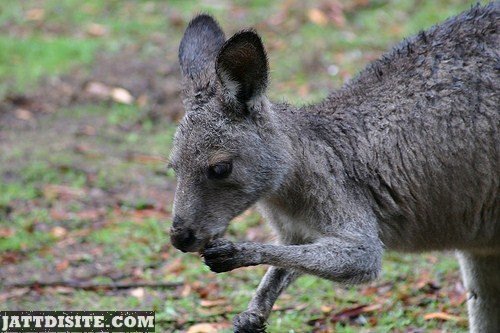 Little Kangaroo Eating Something