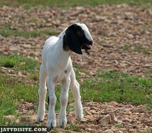 Little White Baby Goat