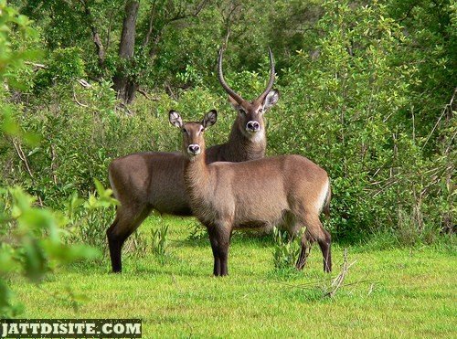 Male And Female Antelope