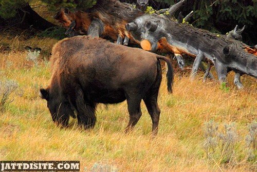 Male Buffalo Eating Dry Grass