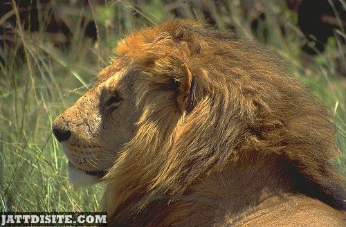 Male Lion In Grassy Field