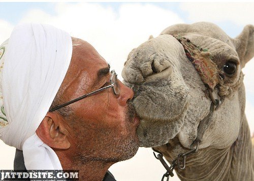 Man KIssing His Camel