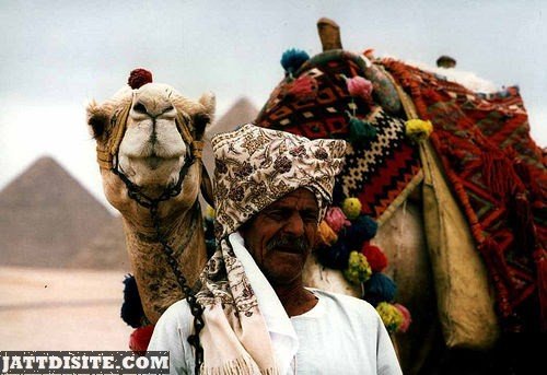 Man With Turban With His Camel