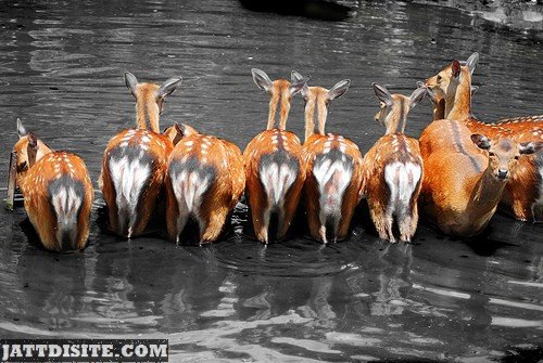 Many Deer Together In A Pond