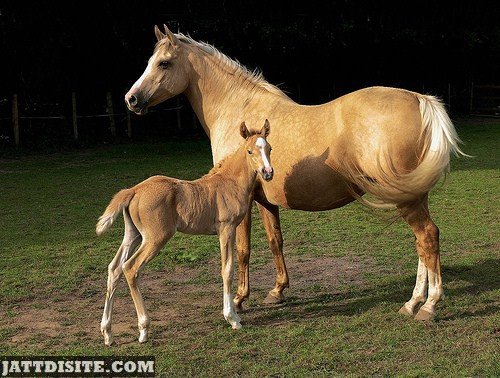 Mare With His Baby