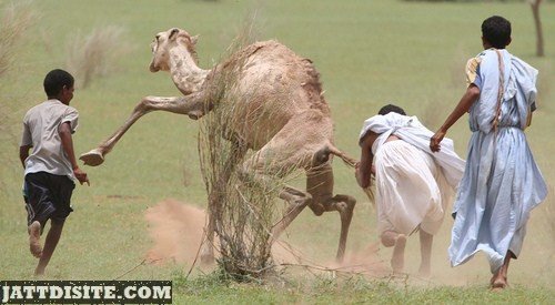 Men Trying To Catch The Camel