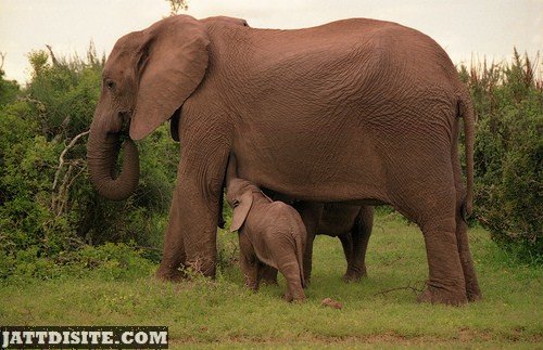 Mother Elephant With Baby