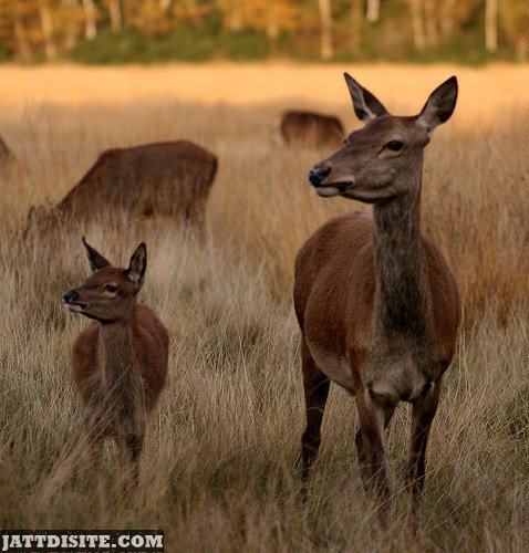 Mother With Baby Deer