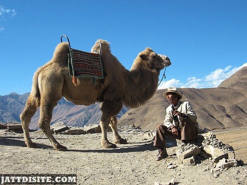 Mountain Camel With Man