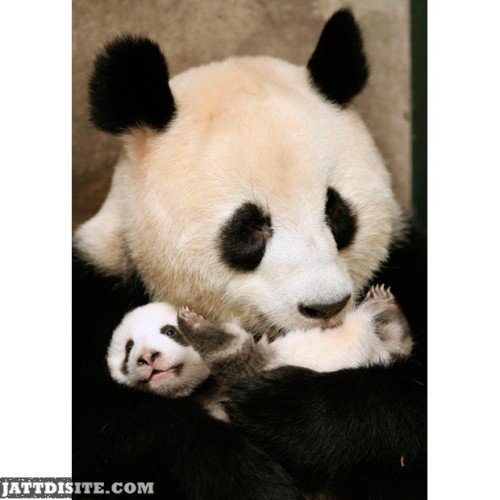 Panda hugs his baby