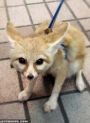 Pet Fox With His Owner