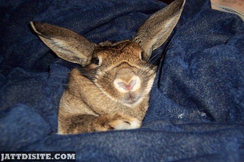 Rabbit In Blue Blanket
