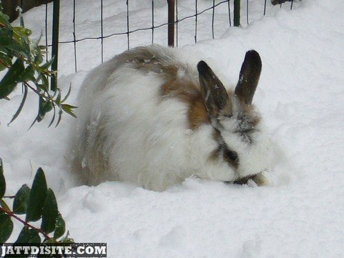 Rabbit In Heavy Snow