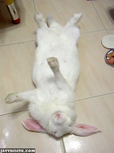 Rabbit Rolls On The Floor