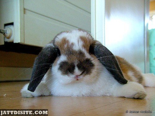 Rabbit Sits On Floor With Wide Legs