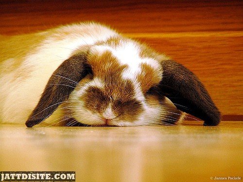 Rabbit Taking Nap On The Floor