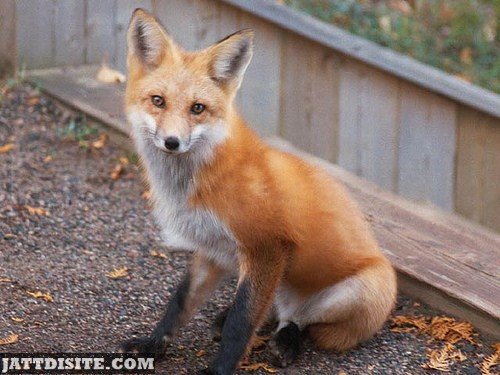 Red Fox Inside The Fence In The Zoo