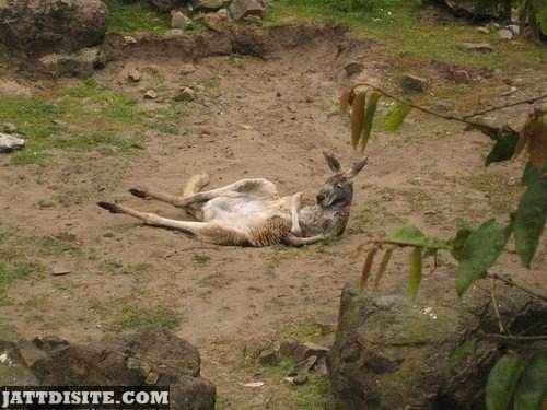 Relaxed Kangaroo