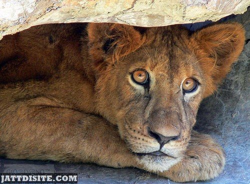 Scared Lion Under The Rock