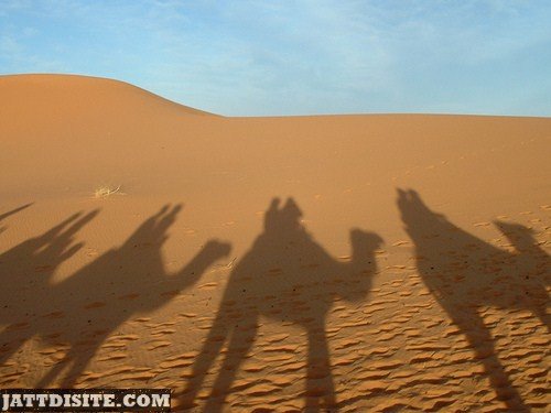 Shadow Of Camels