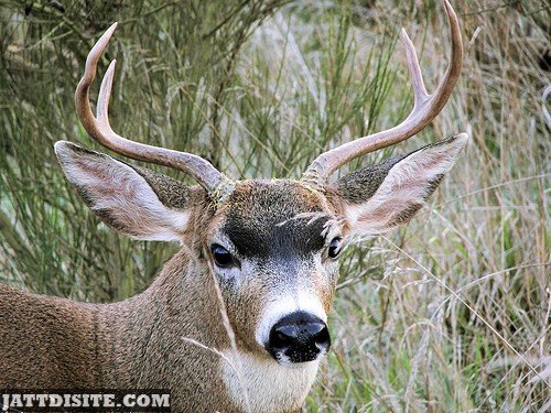 Stag With Wonderful Black Eyes And Nose