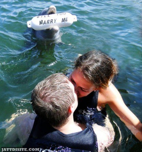 This dolphin just proposed Funny People Image