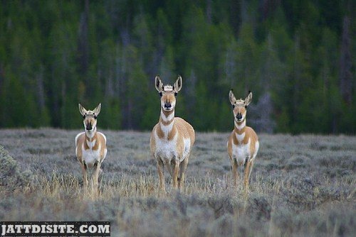 Three Antelopea Looking Forward