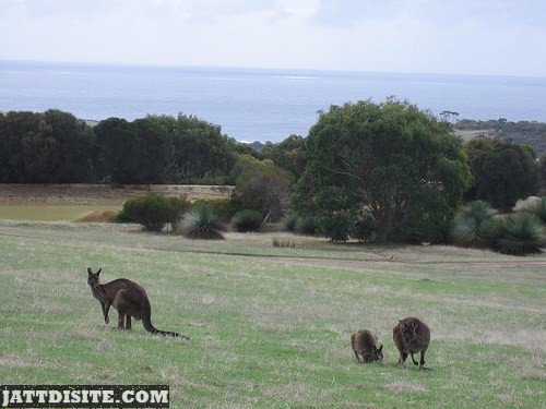 Three Kangaroos Outdoors