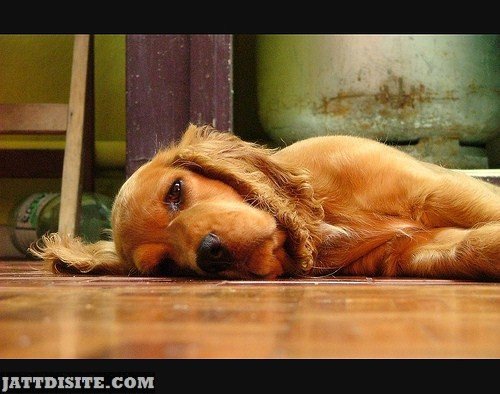 Tired Dog Resting On Floor