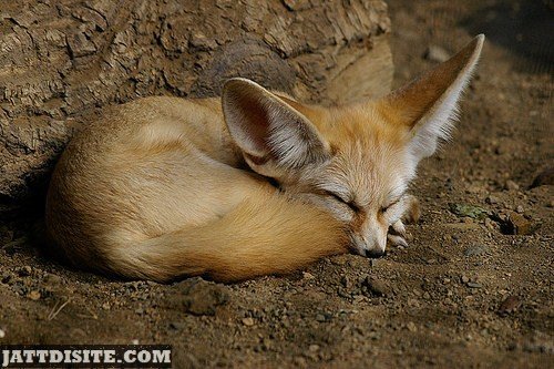 Tired Fox Taking Rest