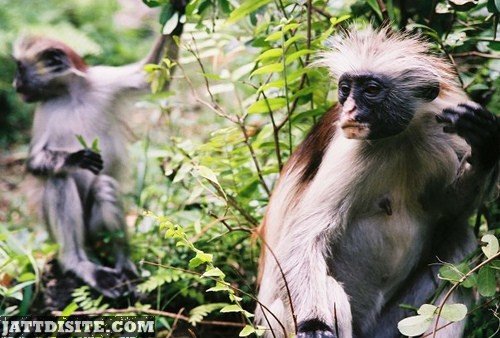 Two Colobus In The Forest
