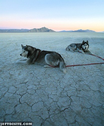 Two Dogs On Desert Land
