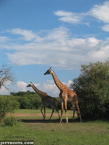 Two Giraffe Near The Bush