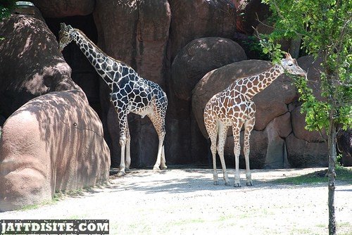 Two Giraffes In The Zoo