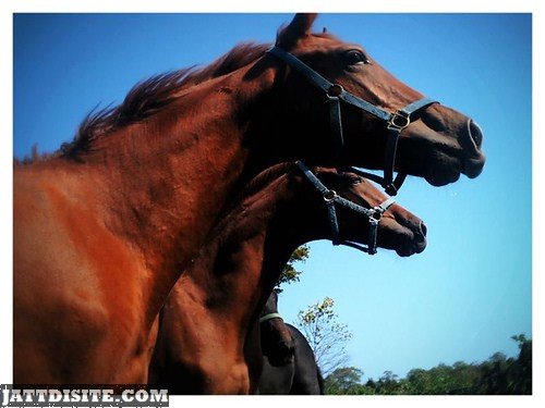 Two  Horses In Parallel